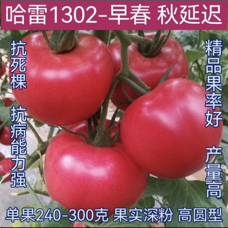 大果秀粉君乐88冬悦西红柿苗（秋延，越冬，早春)