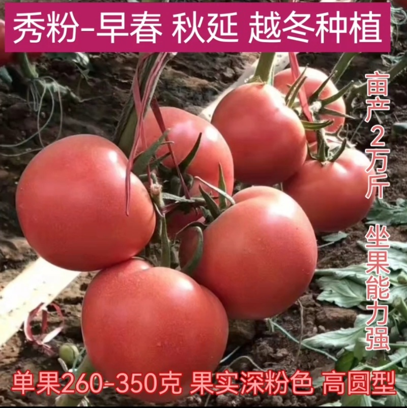 大果秀粉君乐88冬悦西红柿苗（秋延，越冬，早春)