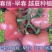 大果秀粉君乐88冬悦西红柿苗（秋延，越冬，早春)