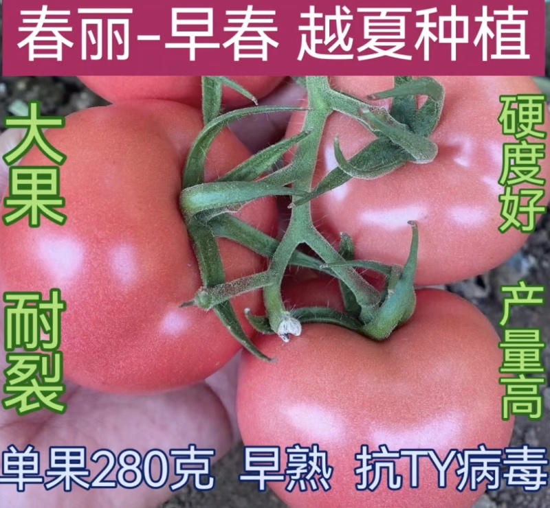 大果秀粉君乐88冬悦西红柿苗（秋延，越冬，早春)