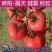 大果秀粉君乐88冬悦西红柿苗（秋延，越冬，早春)
