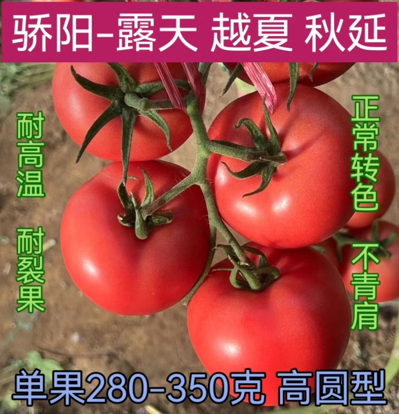 大果秀粉君乐88冬悦西红柿苗（秋延，越冬，早春)