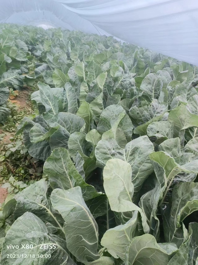 江苏南通精品有机花菜，产地直发，支持视频看货欢迎咨询