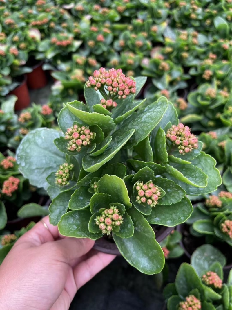【优选】长寿花基地直供优质货源花色齐全有需致电看花详谈