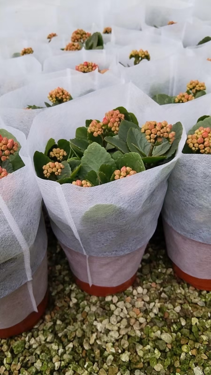 【优选】长寿花基地直供优质货源花色齐全有需致电看花详谈