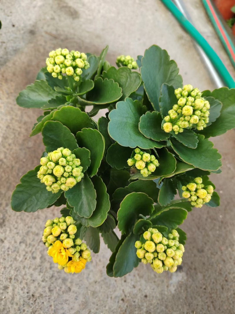 【优选】长寿花基地直供优质货源花色齐全有需致电看花详谈