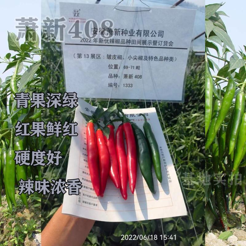 萧新408辣椒种子辣味浓香硬度好辣椒种子大果型美人椒品种