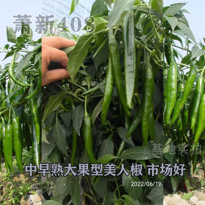 萧新408辣椒种子辣味浓香硬度好辣椒种子大果型美人椒品种