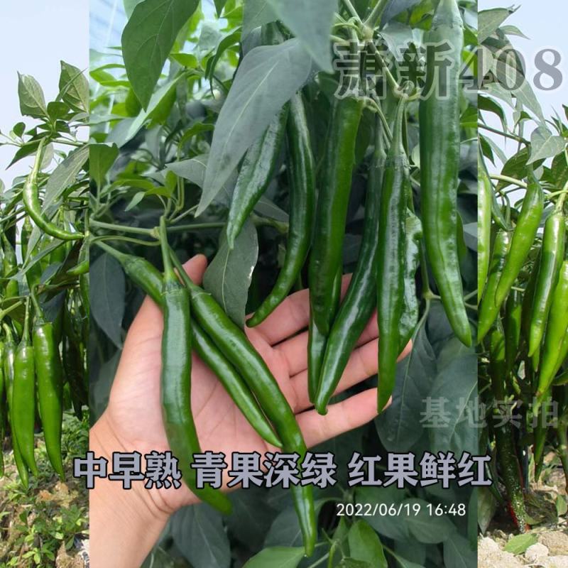 萧新408辣椒种子辣味浓香硬度好辣椒种子大果型美人椒品种