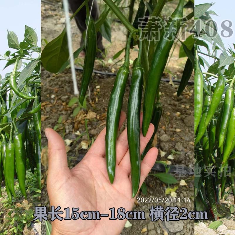 萧新408辣椒种子辣味浓香硬度好辣椒种子大果型美人椒品种