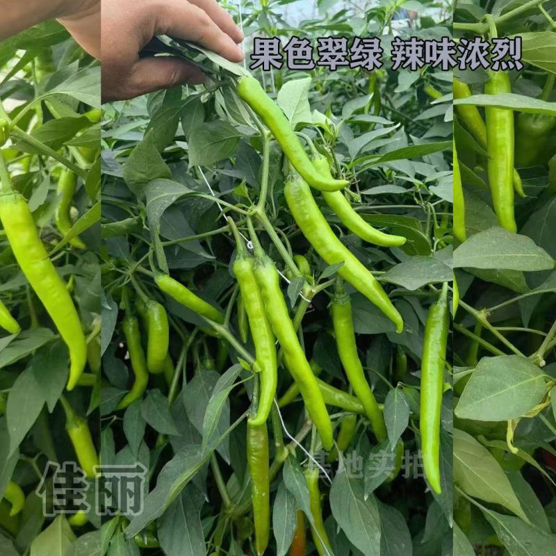 萧新408辣椒种子辣味浓香硬度好辣椒种子大果型美人椒品种