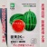 甜美2k西瓜种子高糖礼品西瓜品种早熟椭圆形红肉礼品瓜种籽