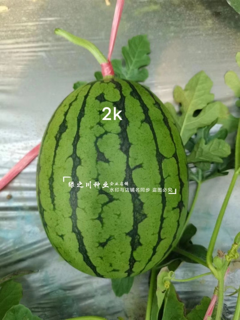 甜美2k西瓜种子高糖礼品西瓜品种早熟椭圆形红肉礼品瓜种籽