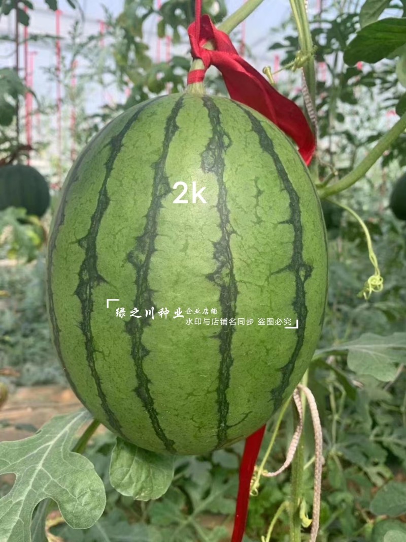 甜美2k西瓜种子高糖礼品西瓜品种早熟椭圆形红肉礼品瓜种籽
