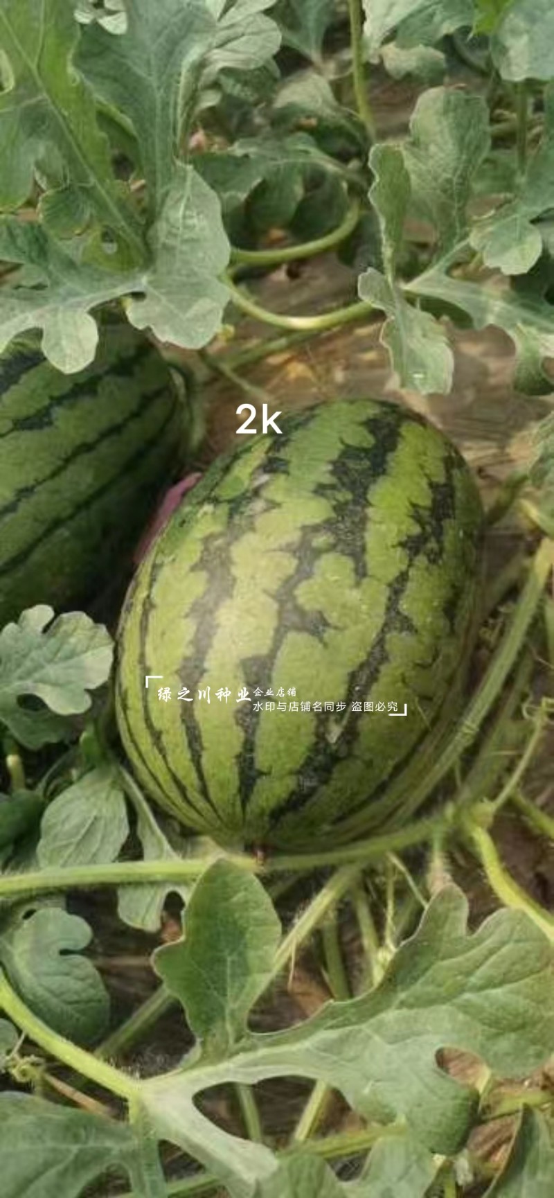 甜美2k西瓜种子高糖礼品西瓜品种早熟椭圆形红肉礼品瓜种籽