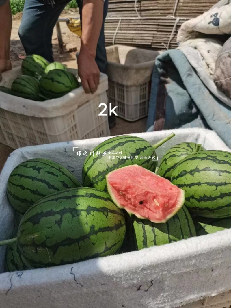 甜美2k西瓜种子高糖礼品西瓜品种早熟椭圆形红肉礼品瓜种籽