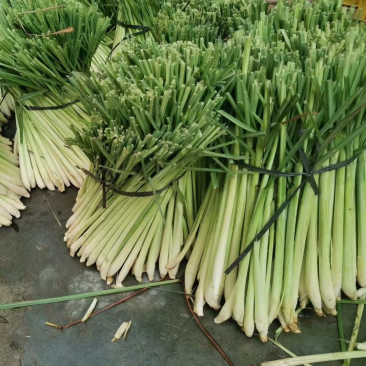 广西香茅草香味浓郁现割现发一手货源量大从优品质保证