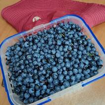 优质蓝莓，产地直发，品质保证，欢迎各老板来电采购