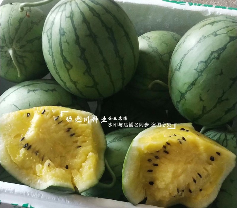 金小兰西瓜种子皮薄甜脆礼品西瓜种籽黄肉小西瓜种子特甜耐裂