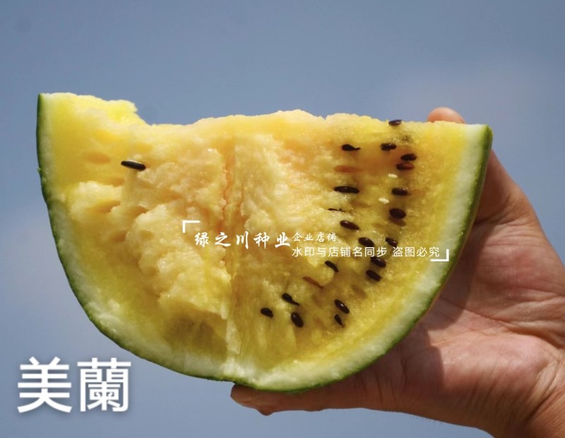 金小兰西瓜种子皮薄甜脆礼品西瓜种籽黄肉小西瓜种子特甜耐裂