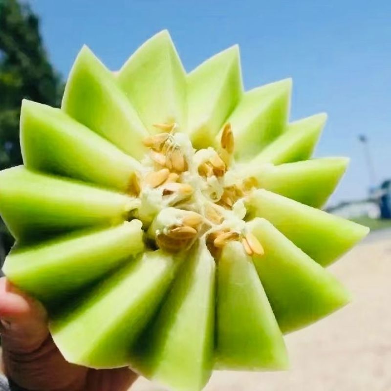 甜瓜种子蜜姑厚皮甜瓜种子中熟果肉橙红色清香甜蜜