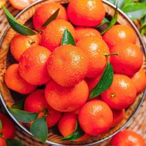 【精品】砂糖橘大量现货供应产地一手货源量大价优欢迎采购
