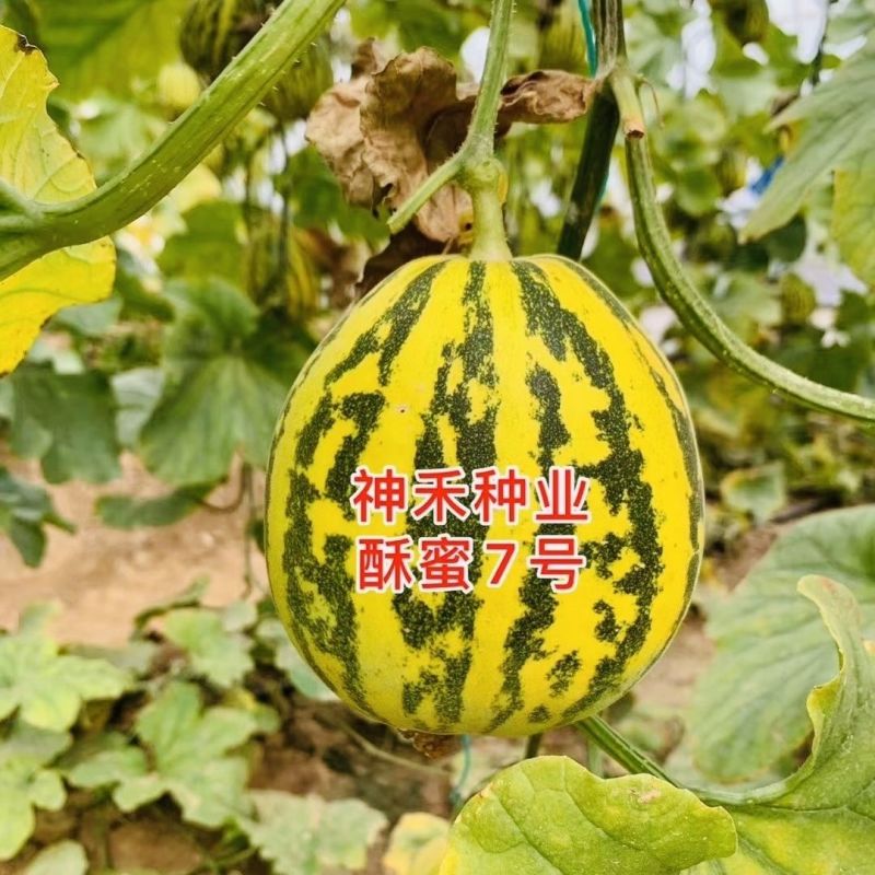 酥蜜7号薄皮甜瓜种子早熟高糖果肉绿色酥脆多汁皮薄且韧