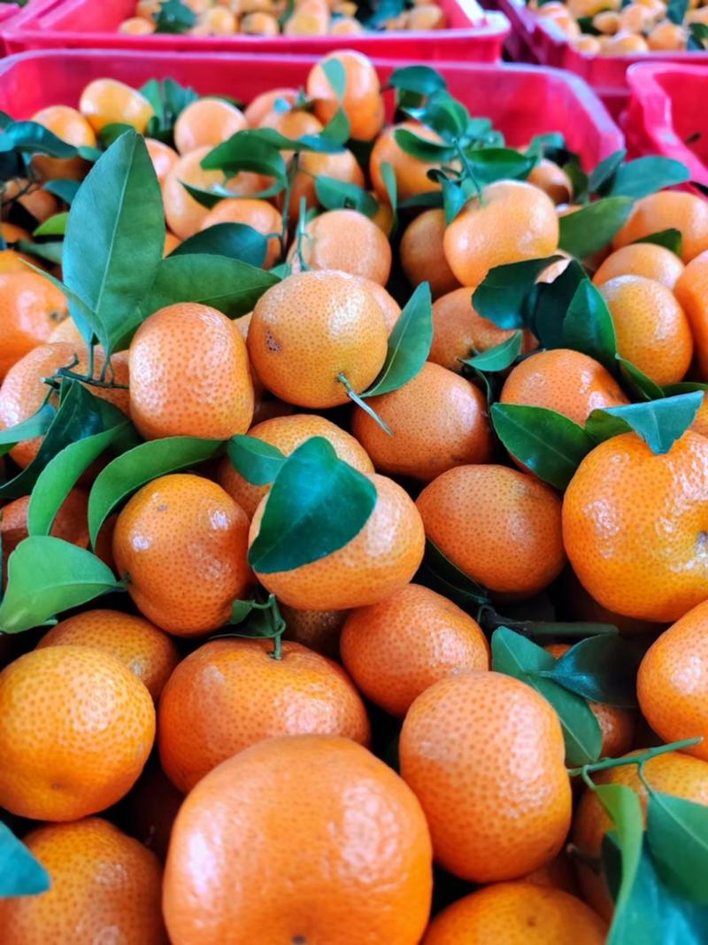 广西砂糖橘各种规格纯甜无渣可以视频对接对接全国
