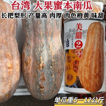 美甜2号南瓜种子大果型蜜本南瓜种子高产优质大果台湾蜜本南