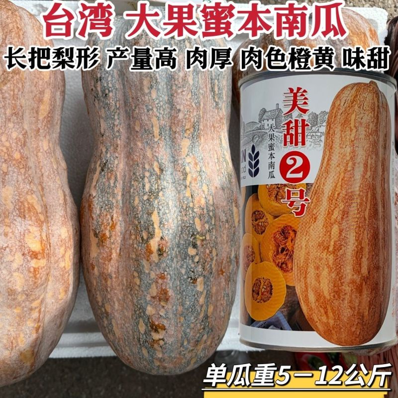 美甜2号南瓜种子大果型蜜本南瓜种子高产优质大果台湾蜜本南