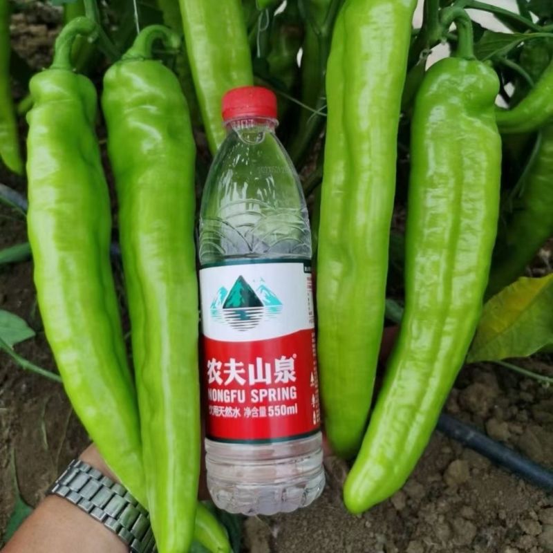萧美皇冠辣椒种子黄绿皮尖椒种子早熟特抗病结果多采收期长后
