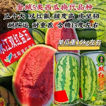 正品双红金五西瓜种子双红瓤大果型石头瓜种子耐旱耐重茬含糖