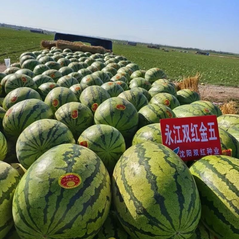 正品双红金五西瓜种子双红瓤大果型石头瓜种子耐旱耐重茬含糖