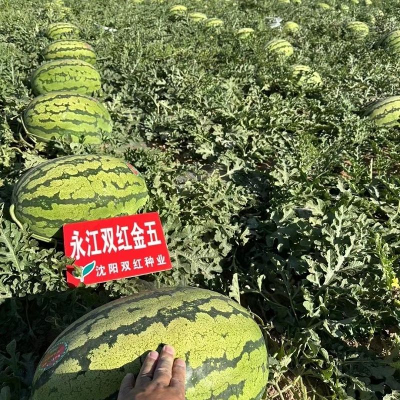 正品双红金五西瓜种子双红瓤大果型石头瓜种子耐旱耐重茬含糖