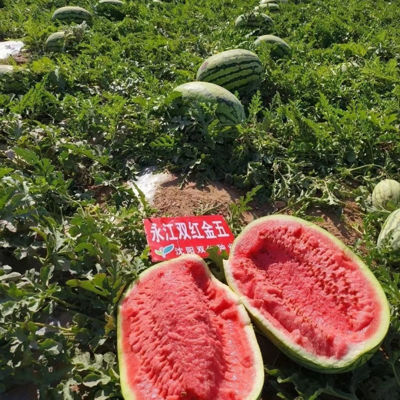 正品双红金五西瓜种子双红瓤大果型石头瓜种子耐旱耐重茬含糖