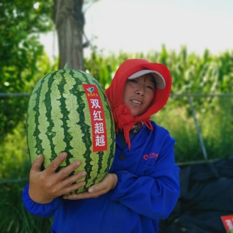 永江双红超越西瓜种子特大号西瓜大红瓤糖度高耐重茬椭圆形西