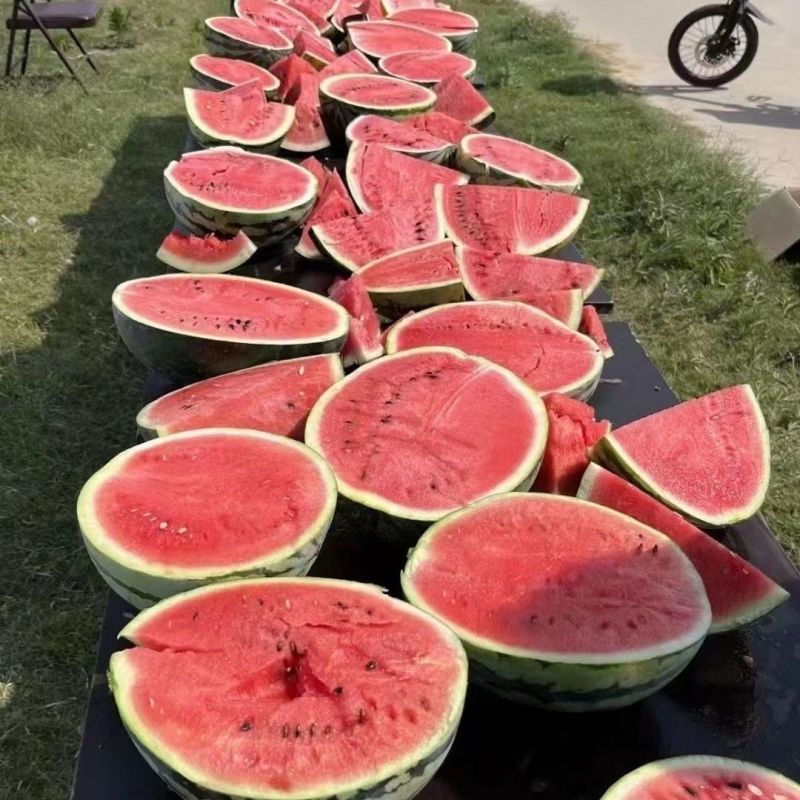 科农美都西瓜种子一代杂交大红瓤西瓜种籽花皮圆形西瓜品种耐