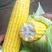 万鲜甜159甜玉米种子黄色水果玉米种子南方鲜食甜玉米种籽