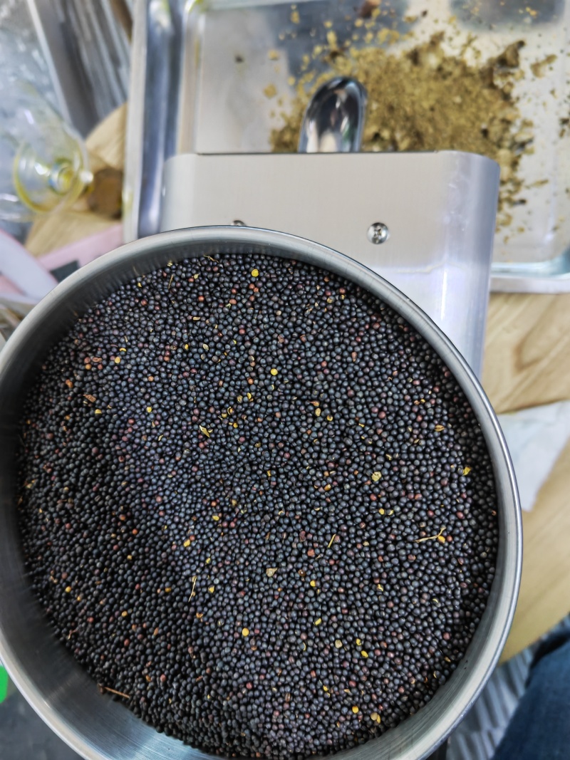 【俄罗斯油菜籽】工厂直发货源充足量大从优欢迎订购