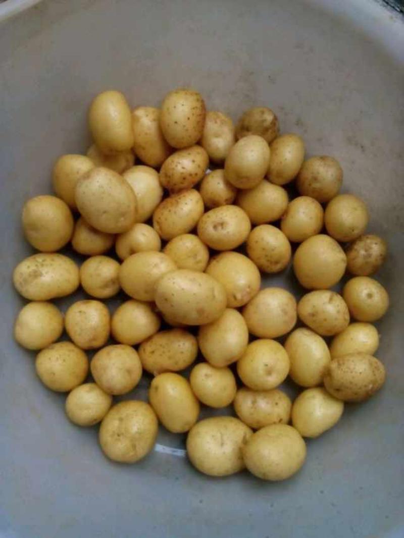 精品迷你小土豆:0.4～1两，人工精选，质优价廉。
