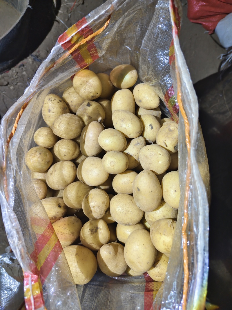 精品迷你小土豆:0.4～1两，人工精选，质优价廉。