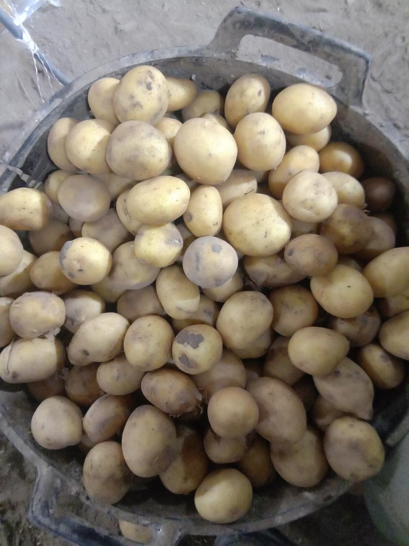 精品迷你小土豆:0.4～1两，人工精选，质优价廉。