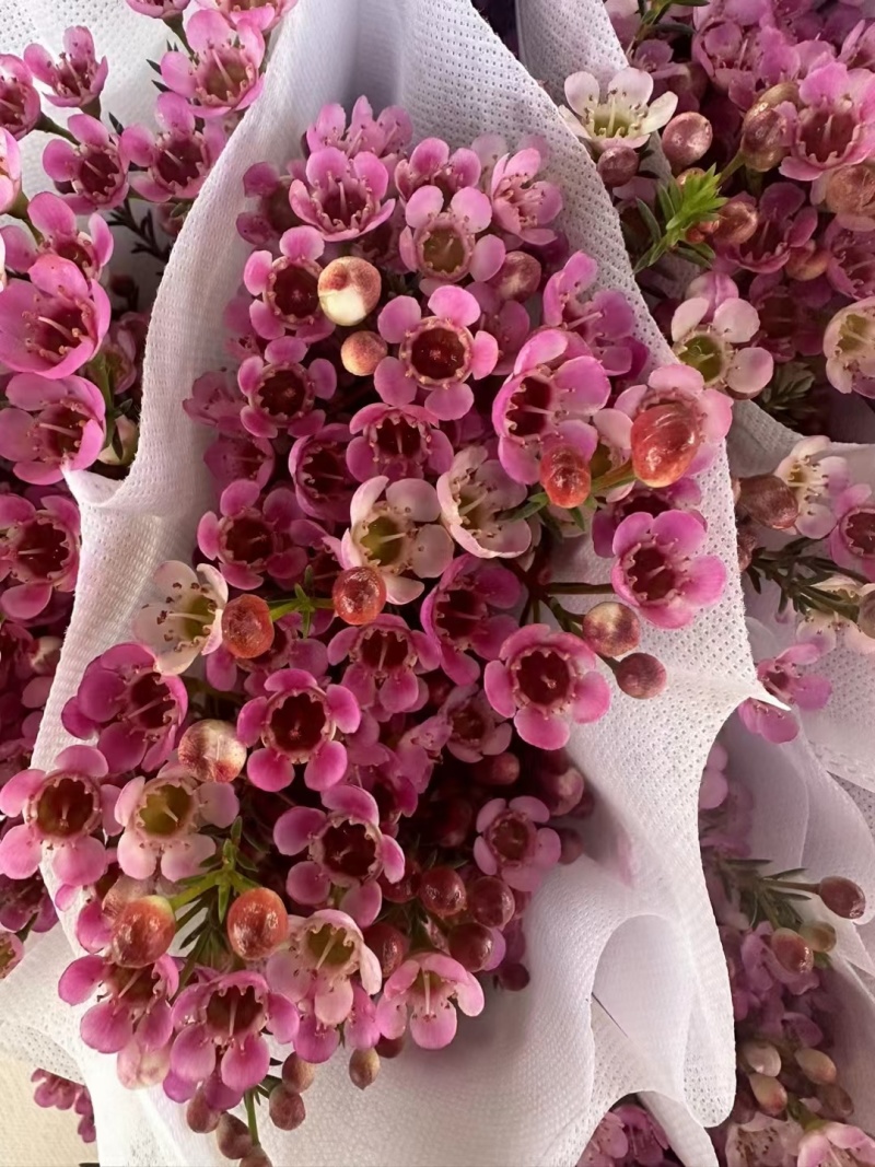 澳洲腊梅