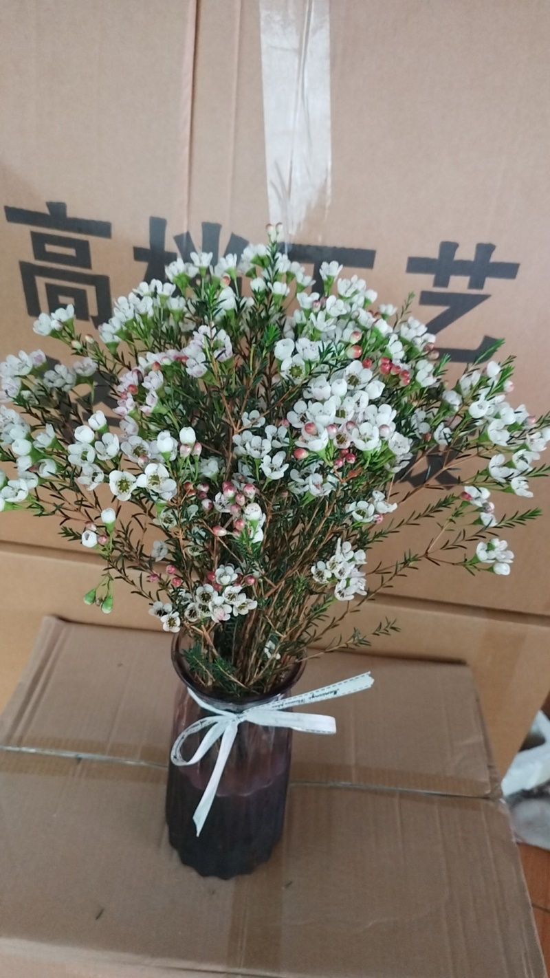 澳洲腊梅