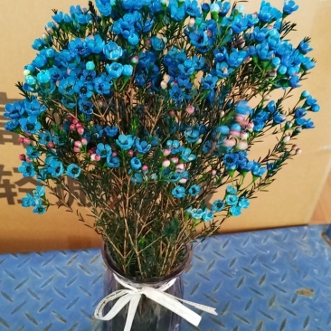 澳洲腊梅