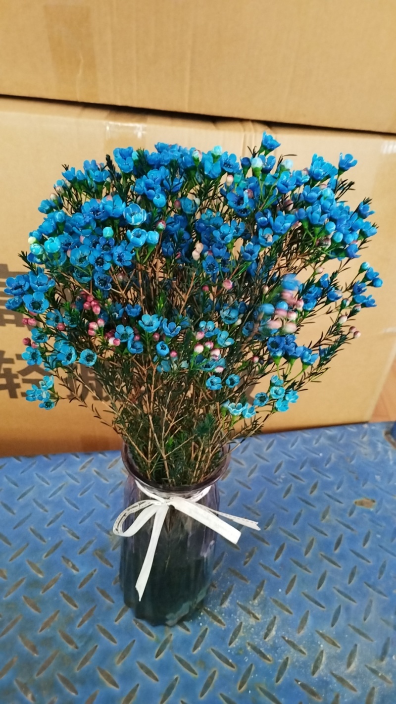 澳洲腊梅