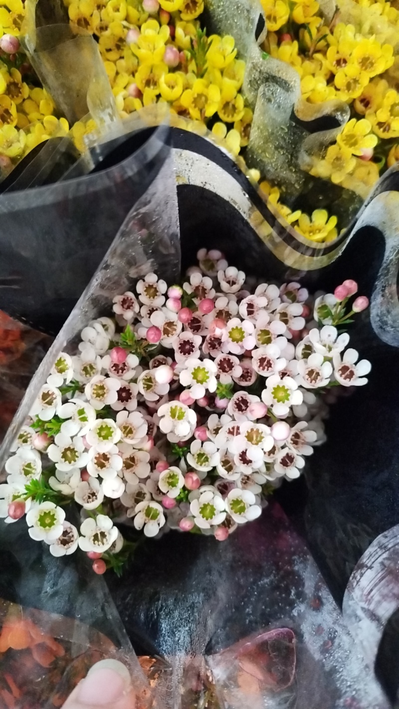 澳洲腊梅