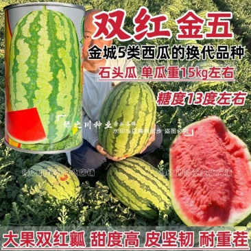 双红金五西瓜种子特甜正宗石头瓜种子耐重茬大号金城5号西瓜