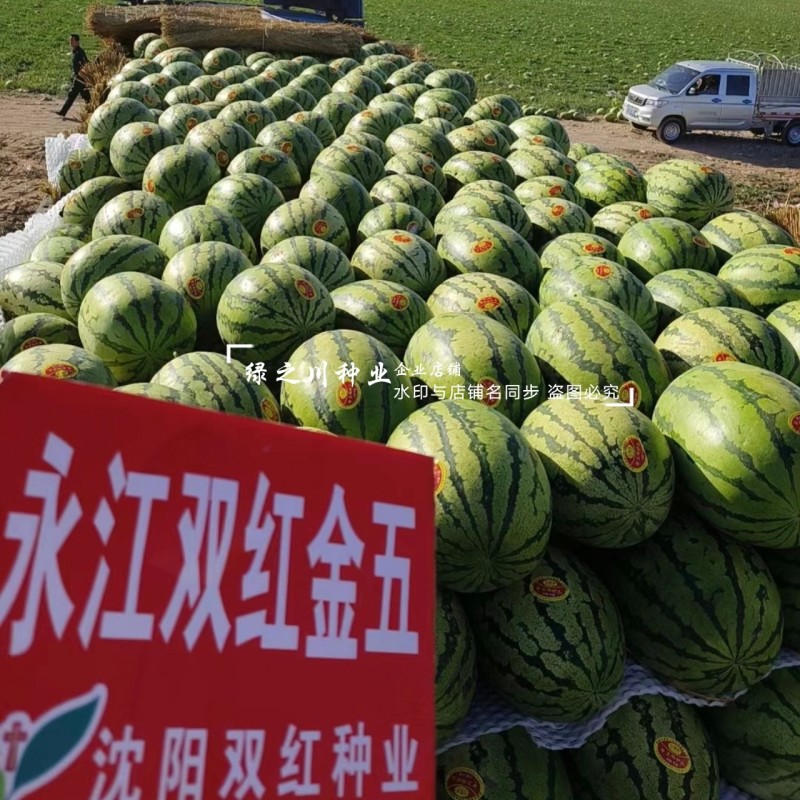 双红金五西瓜种子特甜正宗石头瓜种子耐重茬大号金城5号西瓜