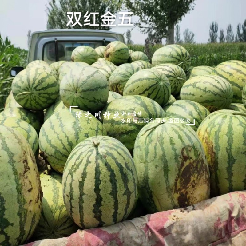 双红金五西瓜种子特甜正宗石头瓜种子耐重茬大号金城5号西瓜